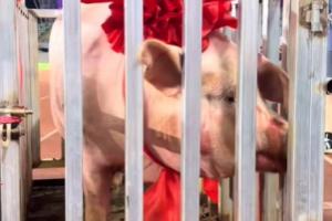 五華縣文體局回應(yīng)縣超冠軍獎(jiǎng)勵(lì)一頭豬：寓意財(cái)富滿滿