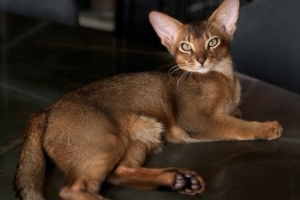 巴舒亞伊的愛(ài)貓出車禍需手術(shù)，球員社媒發(fā)文尋求另一只貓獻(xiàn)血