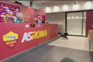 一只貓咪闖入加斯佩里尼的新聞發(fā)布會，打斷羅馬主帥發(fā)言