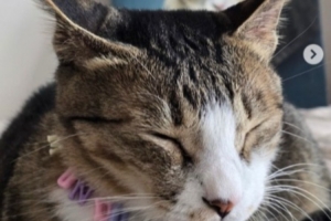 Viper社媒自宣：我將離開(kāi)HLE轉(zhuǎn)戰(zhàn)其他戰(zhàn)隊(duì) 期待未來(lái)能再次和大家見(jiàn)面