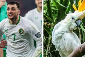 帶隊(duì)殺入附加賽！外媒：都柏林動(dòng)物園將一只鸚鵡以帕洛特命名