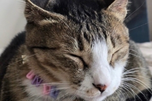 不搞張自拍？Peanut評論Viper的ins：只傳蒙多的照片有點可惜捏