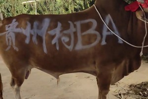 恭喜福建晉江獲得冠軍，貴州臺盤村大黃牛榮登全國村BA大舞臺