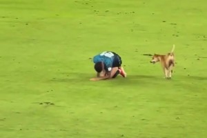 狗狗進場模仿球員受傷倒地…傷害性不大，侮辱性極強啊
