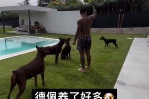 德佩在自家院子養(yǎng)了五條大型犬啊！這看著像杜賓犬！